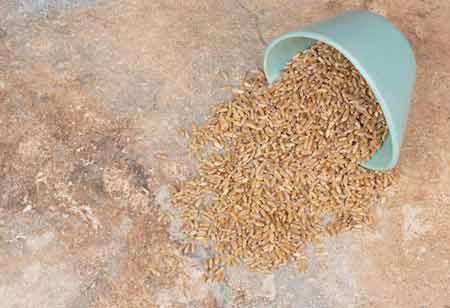 Various Obstacles in Grain Handling and Storage
